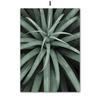 Tropical Plants Palm Leaves White Flower Wall Art Canvas Painting Nordic Posters And Prints Wall Pictures For Living Room Decor