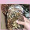 Exquisite 1pc Natural Ammonite Fossil Quartz Crystal Disk Shell Plate Conch Stand