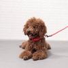Brightly Colored Led Dog Collar Rechargeable Light-up Neckband For All Size Dogs