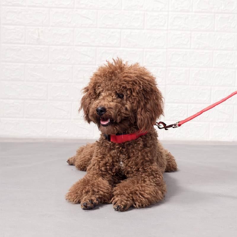 Brightly Colored Led Dog Collar Rechargeable Light-up Neckband For All Size Dogs