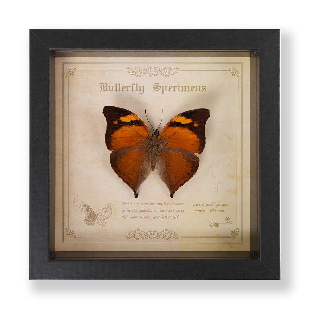 Green Banded Swallowtail Butterfly Specimen Decorative Painting - Real Insect for Display