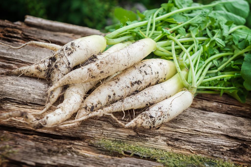 SAFLAX Giardino in Busta - Biologico - Ravanello - Lungo Bianco Ghiacciolo - 100 semi - Con substrato in un'adatta busta stand-up - Raphanus sativus