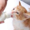 M-Modern-Pet Nursing Bottle Kits Replacement Nipple Cat Feeding Bottle For Newborn Kittens, Puppies, Rabbits, Small Animals
