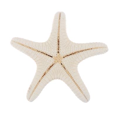 Seestern Basteln Dekor Seestern Diy Muschel Seefisch Party Beige Seestern Dekor