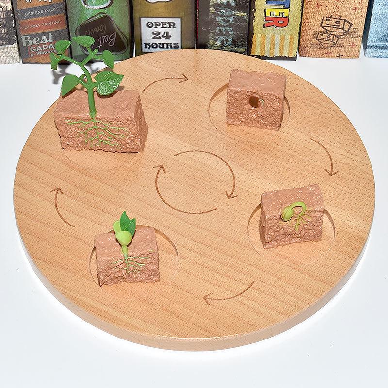 Montessori Plant & Animal Life Cycle Educational Toy Set for Early Learning