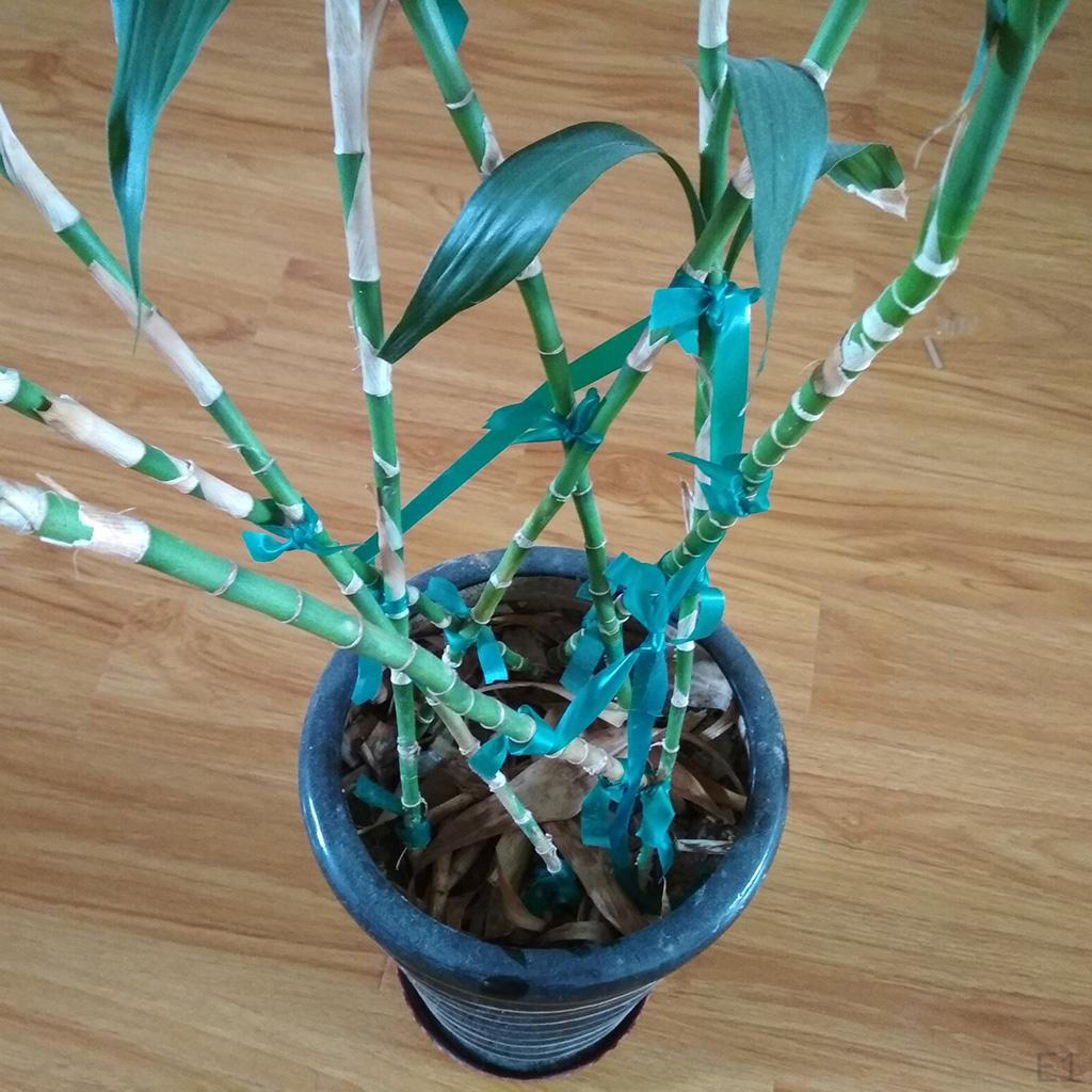 46m Stretch Tie Tape Plant Garden Stake
