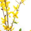 4Pcs Artificial Forsythia Flowers, 39in Faux Forsythia Branches Silk Yellow Flower Stems, Fake Orchids Bouquets for Floral Arrangement Wedding Home