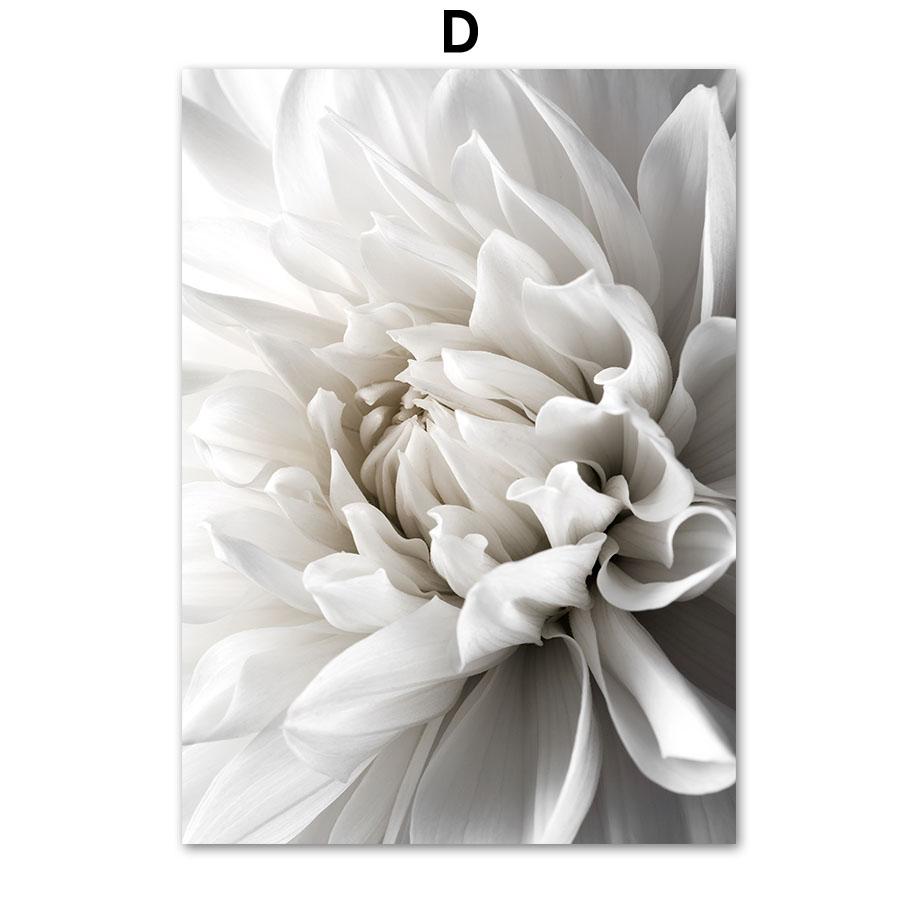 Hvit Peonrose Blomst Enkelhet Lerretsmaleri Nordiske Plakater Trykk Planter Romdekor Veggkunst Bilder Hjemmedekorasjon