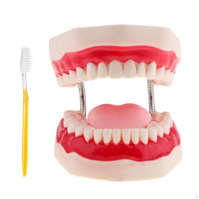 Human Mouth Teeth Model Teaching Tools+ Toothbrush Magnification 6x