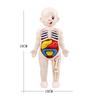 Human Organ Education Montessori 3D Puzzle Human Anatomy Model Education Learning Organ Assembly Toys Body Teaching Tools