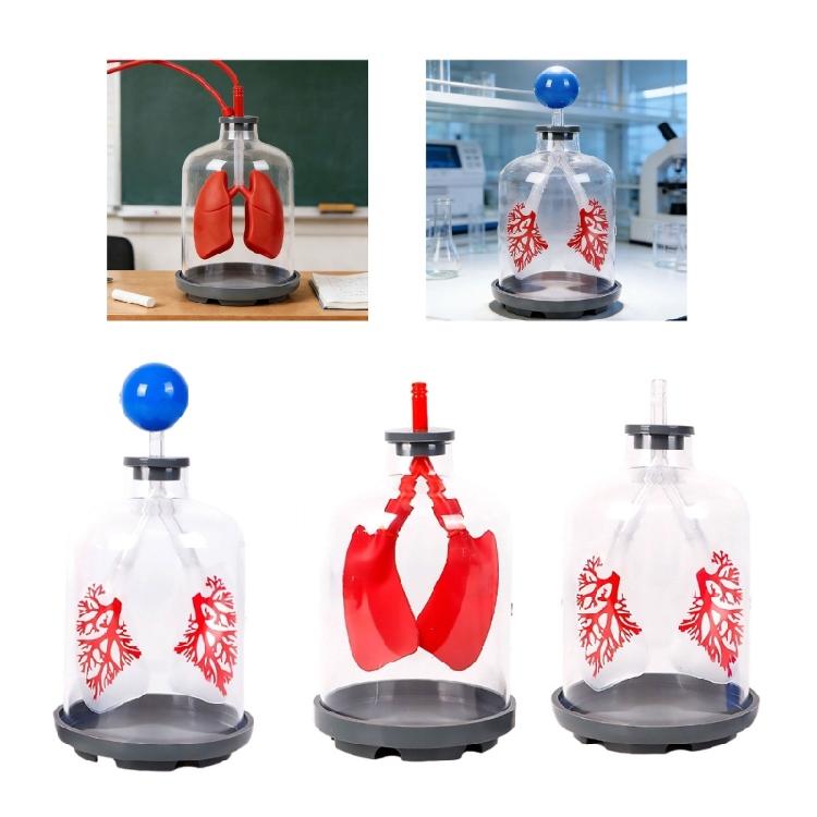 Biology Teaching Aid Demonstrating Diaphragm Action And Gas Exchange In Respiratory Large Size For Clear Instruction