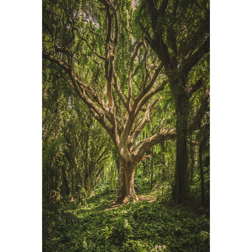 Spring Natural Scenery Forest Photography Backdrop Tropical Jungle Green Forest Tree Adventure Baby Portrait Photo Background
