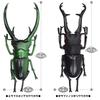 The Access Figure Stag Beetle 3D Picture Book Animal Insect Toy