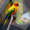 Steel Parrot Metal Mesh Platform Wear Resistant Parrot Perches Stand  for Bird Cage