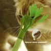 Cat Toys Durable Plush Catnip Toy High-Density Felt Realistic Celery Shape Stress Relief And Energy Release Soft Cat Toy for Cats