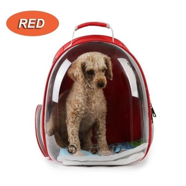 cat holding backpack