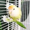 6Pcs Plastic Pet Bird Food Clip Portable Practical Parrot Fruit Vegetable Clip Mini Birds Food Holder Pet Parrot Feeding