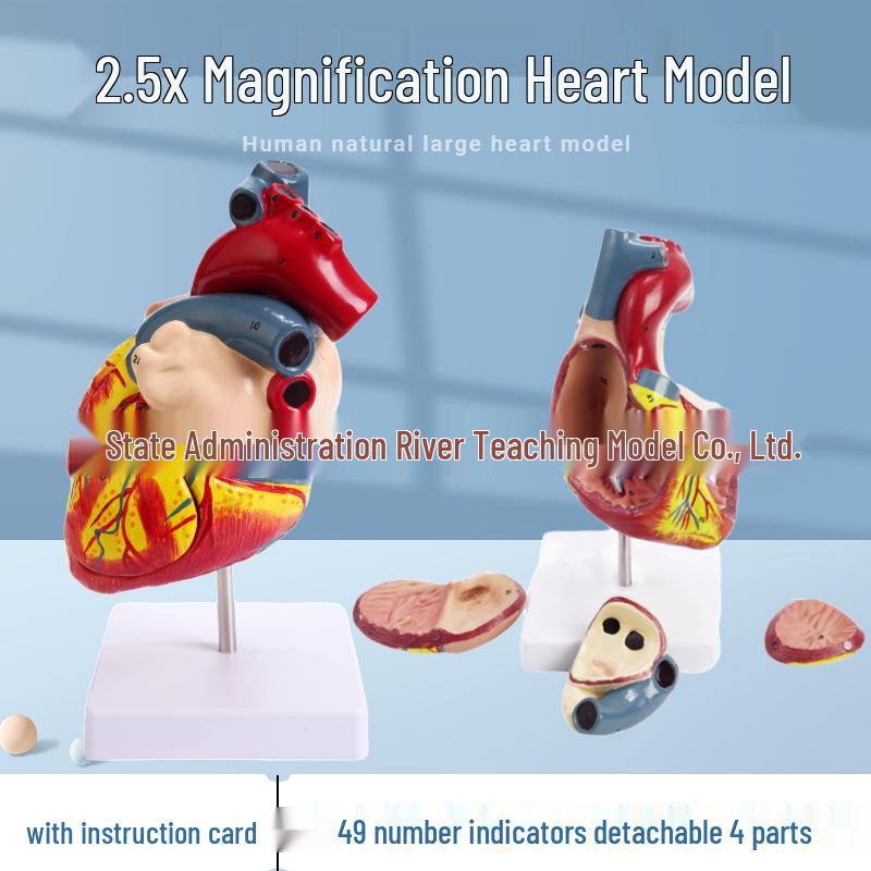 Liels cilvēka sirds anatomijas modelis ar