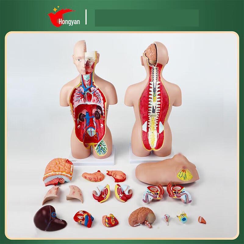 Hongyan 45cm Bisexual Human Torso Model with Magnetic Organs