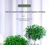 Hydroponic Fragrant Wood Indoor Plant | Insect & Mosquito Repellent | Evergreen Year-Round Desktop Decor