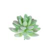 Diy Simulated Succulent Plant Hair Planting, Mini Fake Succulent Bonsai With Flowers, More Than 20 Styles Of Bn1