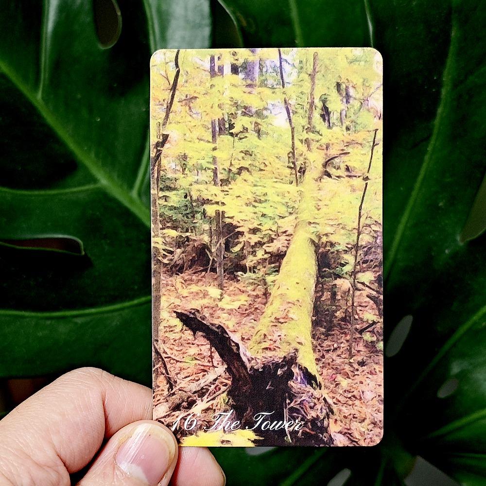 Medytacja w ruchu Tarot 10,3*6cm Łączy się z naturalnymi elementami każdego sezonu 78 sztuk kart tarota opartych na RWS