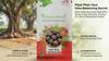 IndianJadiBooti Pipal Phal (Dried Peepal Fruit/Ficus Religiosa) – Pure Sacred Fig for Respiratory Support & Natural Cooling – Helps Maintain Vita