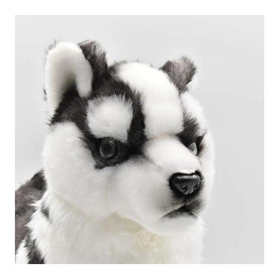 BH7512 HANSA Siberian Husky Pup 43
