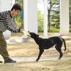 Meianju Thickened Dog Competition Disc for Outdoor Fetch Training