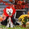 Halloween Costume for Dog Cloak Halloween Cat Costume Birthday Dress Pet Vampire Apparel Spooky Cape for Small Medium Dogs Cats