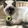 Haustier Halloween Fledermaus Spinne Kürbis Katze Katzenminze Plüschtiere Zahnreiben Kauen Langlebiges Katzenspielzeug Interaktives Kätzchen Haustierprodukte