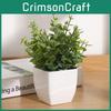 Eucalyptus Potted Greenery Plant For Indoor Living Styling Room