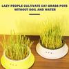 Simple Catgrass Planter Box Portable Catgrass Cultivation Tray For Green Bean