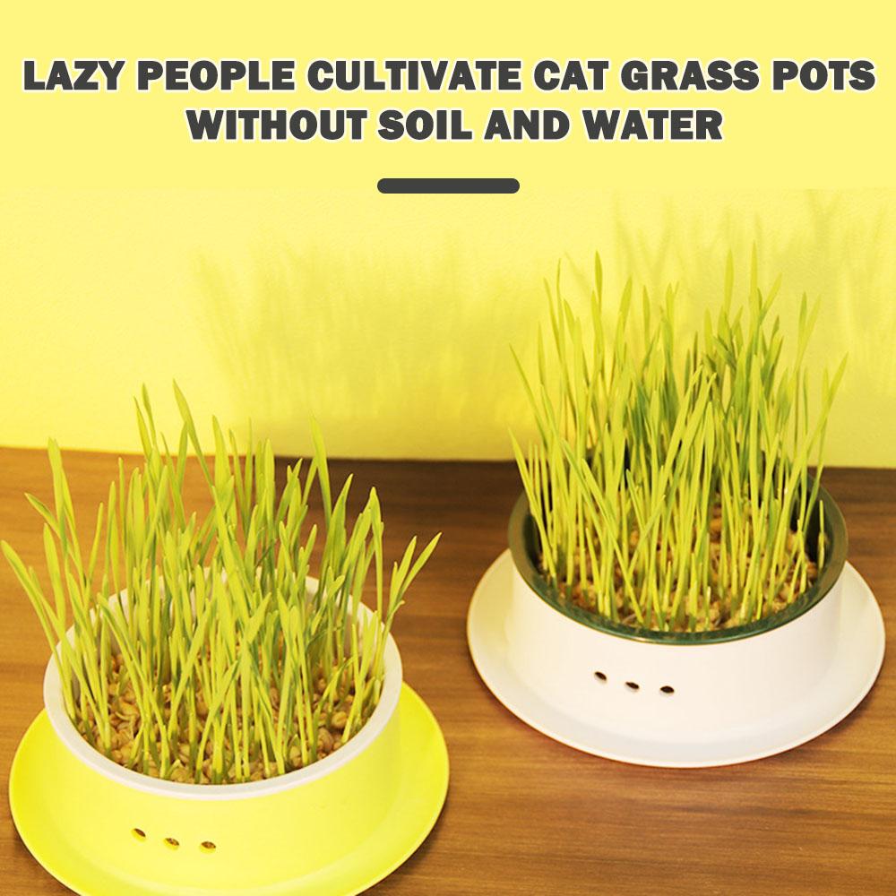 Simple Catgrass Planter Box Portable Catgrass Cultivation Tray For Green Bean