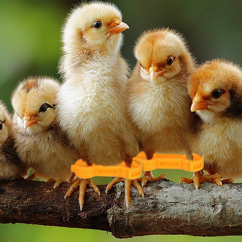 Baby Chick Leg Splint 12 Pieces Baby Chick Splay Leg Hobble Bands Adjustable Livestock Health Supplies For Newly Hatched Chicken