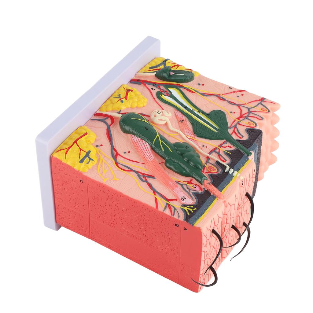 50-fach dreidimensionales menschliches Hautmodell, Anatomie, Biologie, Lehrmittel, Laborbedarf