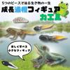 Avidora Frog Fun Toy Figurine Animal Educational Toy Growing Stages 5pcs