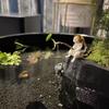Pesci e animali marini – Scenografie per acquario