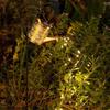 Solar Decorative Kettle Garden Lights