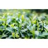 Banzhang Pu erh Tea Green Tea Aged Taste