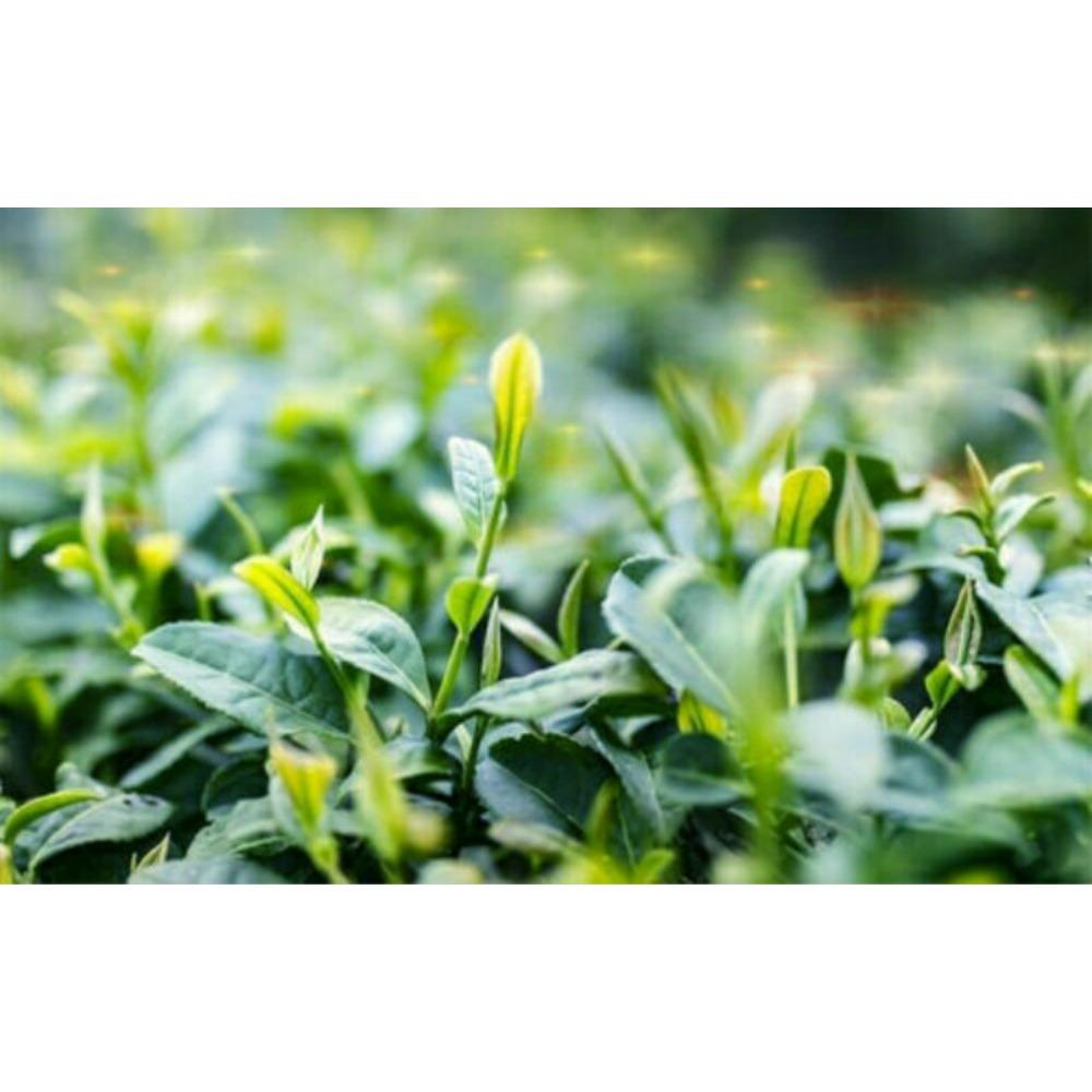 Banzhang Pu erh Tea Green Tea Aged Taste