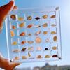 Magnetic Seashell Storage Box Transparent Acrylic Display Case for Starfish Conch Trinket Small Craft Organizers