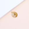 Electroplated Natural Shell Conch Scallop Pendant for DIY Necklace & Bracelet Jewelry