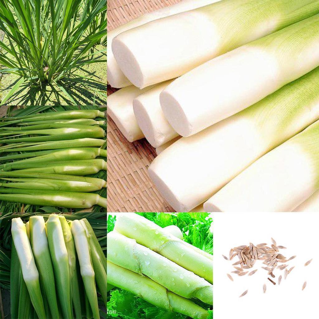 100 Pcs Zizania Latifolia Seeds Aquatic Vegetables Rare Useful Taste Home Garden 100 Pcs Zizania Latifolia Seeds Aquatic Vegetables Rare Useful Taste Home Garden