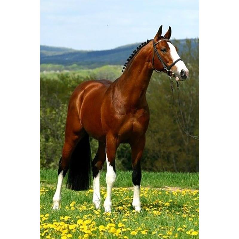 At DIY 5D Elmas Boyama Tam Yuvarlak Matkap Hayvan Elmas Nakış Çapraz Dikiş Mozaik Kitleri Reçine Duvar Sanatı Ev Dekor