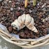 Figurine Unique Gift For Enthusiasts And Collectors