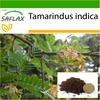 Tamarind - 4 Seeds - With Potting Substrate for Better Cultivation - Tamarindus Indica