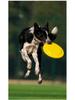 Frisbee Suave TPR Resistente a Mordiscos Meianju - Juguete Flotante Interactivo para Mascotas