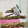 10/15/20/25/30cm Vogelkralle Schnabel Schleifstange Bissfest Vogelkäfig Stöcke Vogel Sitzstange Pfefferholz