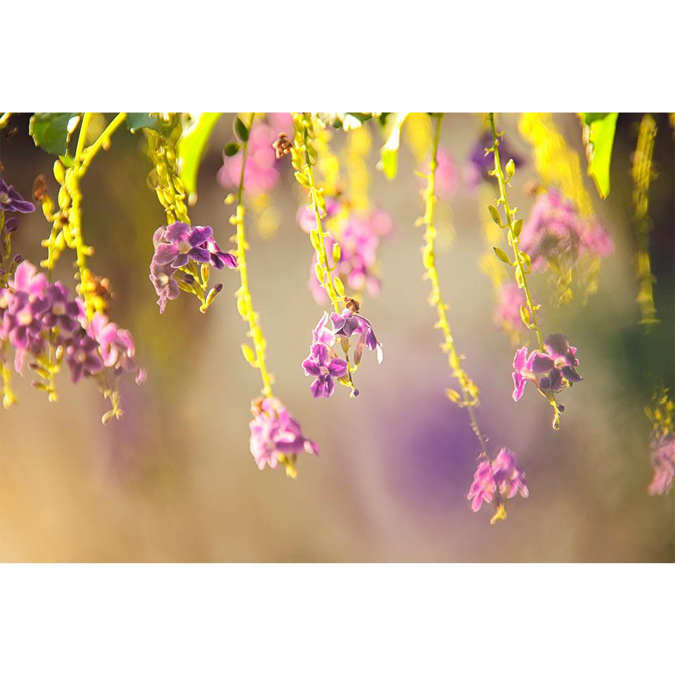 

Цветы 5D DIY алмазная живопись горный хрусталь роза художественная картина набор для вышивки крестом полная алмазная вышивка мозаика подарок домашний декор Full Round 20x30CM